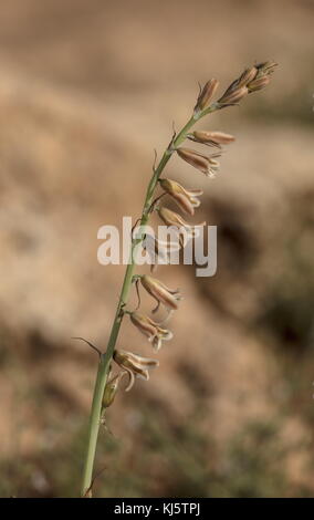 Brown Bluebell, Dipcadi serotinum in flower in spring, Morocco. Stock Photo