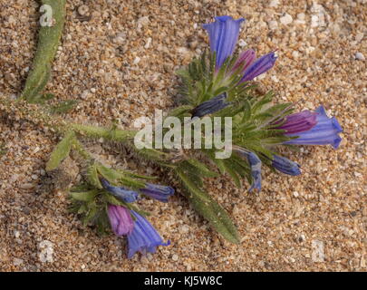 Sand Bugloss, Echium arenarium, on sand-dunes, south-west Morocco. Stock Photo