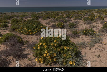 Moroccan Yellow Sea Daisy, Asteriscus imbricatus, in flower in coastal habitat, south-west Morocco. Stock Photo