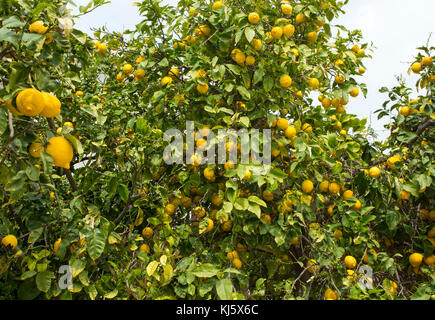 Lemon trees in a citrus grove in Cyprus Stock Photo