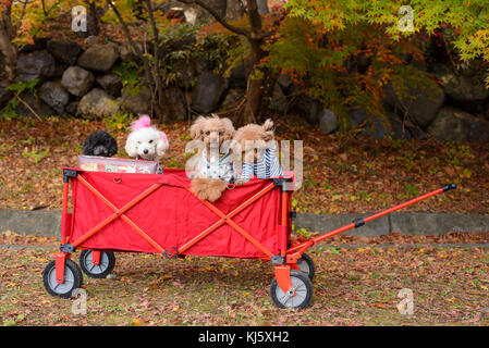 The dogs in a red cart with autumn park Stock Photo