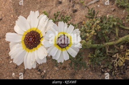 Tricolor daisy, Ismelia carinata, in flower, wild on the dunes near Agadir, Morocco. Stock Photo
