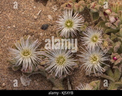 Ice plant, Mesembryanthemum crystallinum, in flower on salt-flats, Morocco. Stock Photo