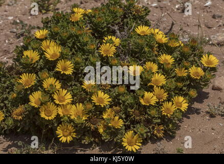 Moroccan Yellow Sea Daisy, Asteriscus imbricatus, in flower in coastal habitat, south-west Morocco. Stock Photo