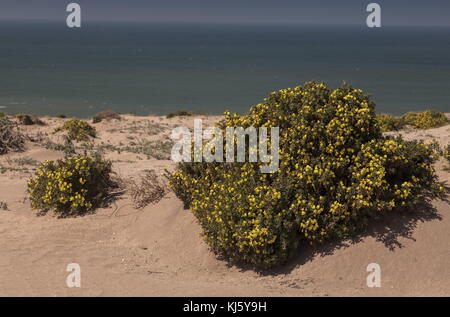 Yellow restharrow, Ononis natrix, in flower on the Atlantic coast of Morocco. Stock Photo
