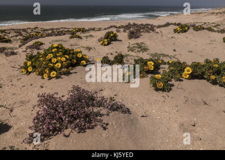 Moroccan Yellow Sea Daisy, Asteriscus imbricatus and sea-heath in flower on the dunes of the Sous-Massa National Park, south-west Morocco. Stock Photo