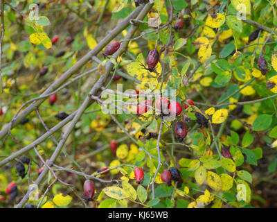 rose hips in autumn Stock Photo