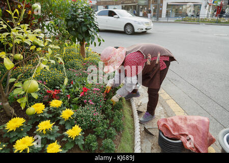 An elderly gardener creates  a small garden on the busy street of Apgujeong in Gangnam-gu, Seoul, South Korea. Stock Photo