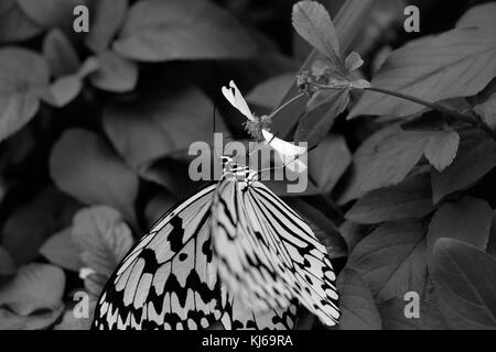 Butterfly Idea leuconoe in Taiwan Stock Photo