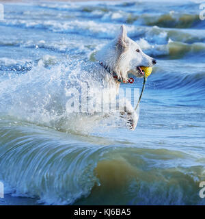 White Swiss Shepherd Runs Through Foaming Waves Stock Photo
