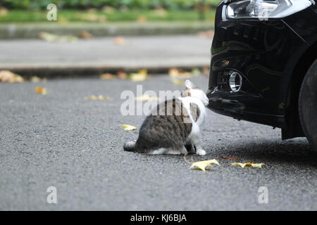 London, UK. 21st November, 2017. Larry the Downing Street cat and Chief Mouser to the Cabinet Office seen in Downing Street in London Stock Photo