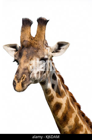 Masai giraffe (Giraffa camelopardalis tippelskirchi) portrait, isolated on white background. Stock Photo