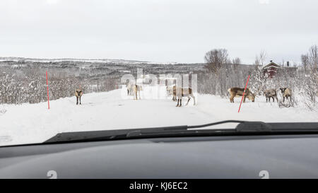 Reindeer on a small road at winter time. Picture taken through the windshield of a car. Tisnes, Kvaløya, Tromsø, Norway. Stock Photo