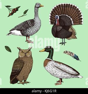domestic and wild birds. turkey and duck. goose and eagle owl. engraved hand drawn in old sketch, vintage style for label. animals flutter their wings. forest beast. Stock Vector