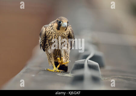 Peregrine Falcon ( Falco peregrinus ), young adolescent, walking, marching along a roof edge, watching curious, looks funny, wildlife, Europe. Stock Photo