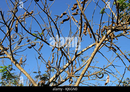 Acacia tree, Unguja Island, Zanzibar, Tanzania. Stock Photo