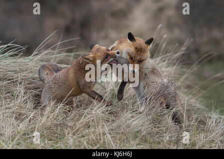 Red Foxes ( Vulpes vulpes ), two adults in agressive fight, fighting, biting each other, territorial behaviour, mating season, wildlife, Europe. Stock Photo