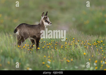 Chamois / Gaemse ( Rupicapra rupicapra ), cute fawn, young baby animal, standing in a flowering alpine meadow, watching for its parents, Europe. Stock Photo