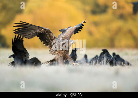 White-tailed Eagle / Sea Eagle ( Haliaeetus albicilla ) young adolescent landing next to a flock of Common Raven, hoping for food, opportunist, Europe Stock Photo