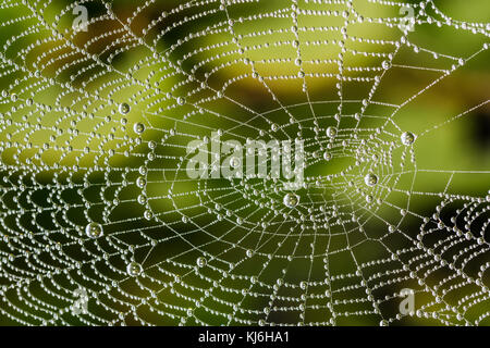 Detail of beautiful cobweb with pearls from dew drops. Amazing ornate texture from spider web with raindrops on green blurred background. Stock Photo