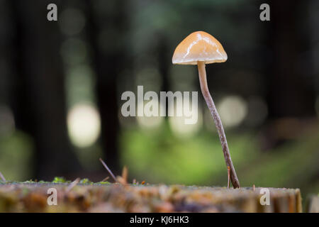 Bokeh on Fungus; Cornwall; UK Stock Photo