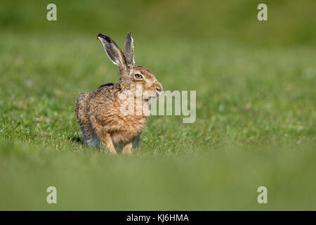 Brown Hare; Lepus europaeus Single Sitting in Field Lancashire; UK Stock Photo