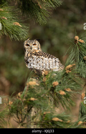 Eagle Owl Bubo bubo; Captive UK Stock Photo