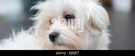 Puppy Bishon Portrait Stock Photo