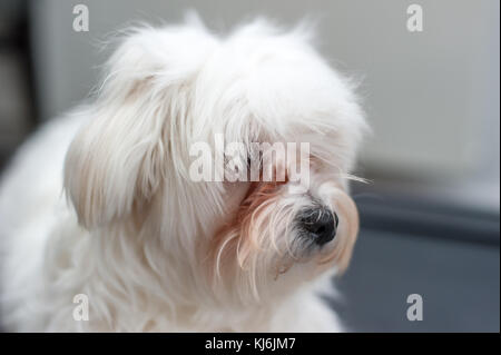 Puppy Bishon Portrait Stock Photo