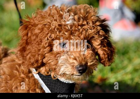 Cockapoo puppy dog Stock Photo