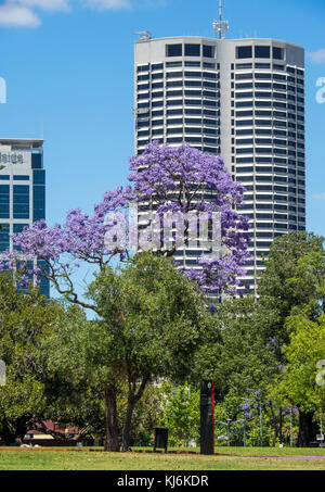 QVI office tower and Jacaranda tree in full bloom in Russell Square Perth Western Australia. Stock Photo
