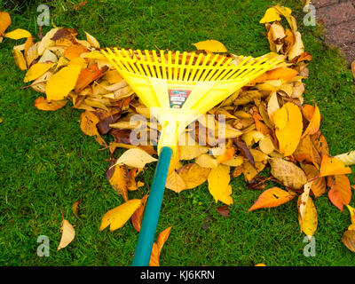 Autumn chore for gardeners, raking up falling leaves, which can be bagged forming leaf mould a useful garden fertiliZer Stock Photo