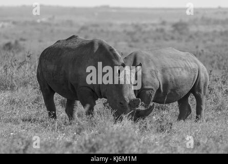 Two White Rhinoceros (Ceratotherium simum) grazing Stock Photo