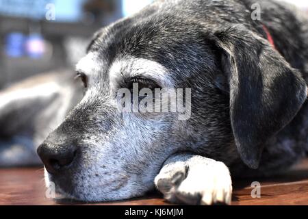 labrador dog laying down Stock Photo