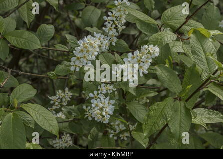 Bird cherry, Prunus padus, in flower in spring. Stock Photo