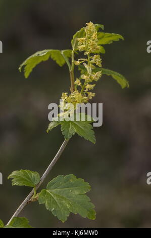 Alpine currant flowering Stock Photo - Alamy