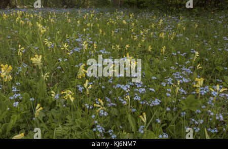 Wood Forget-me-not, Myosotis sylvatica  and Cowslips, Primula veris, in flowery meadow; Estonia. Stock Photo