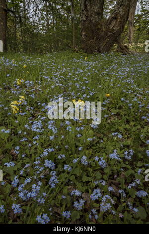 Wood Forget-me-not, Myosotis sylvatica  and Cowslips, Primula veris, in flowery meadow; Estonia. Stock Photo