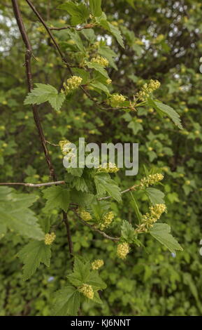 Alpine currant, Ribes alpinum, in flower in spring. Estonia. Stock Photo