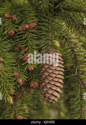 gymnosperm cone male vs female