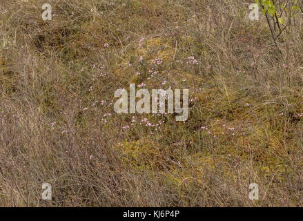 Bog Rosemary, Andromeda polifolia in flower on bog surface; Tuhu, Estonia. Stock Photo