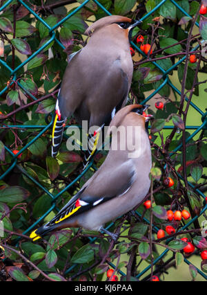 Waxwings in Alness, Ross shire, Scotland, United Kingdom Stock Photo