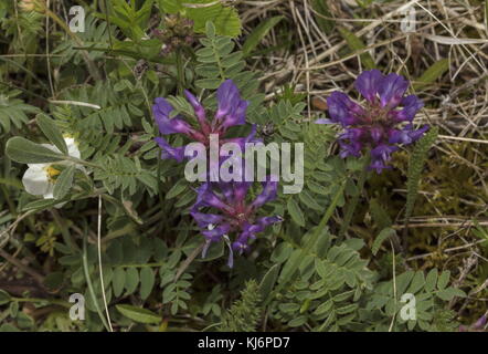 Purple milk-vetch, Astragalus danicus, danish milk-vetch, Stock Photo