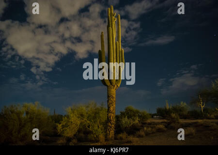 Arizona Saguaro Cactus under the stars Stock Photo