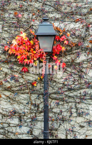 A vintage style lamp post surrounded by red leaves of vine against a wall in autumn. Stock Photo
