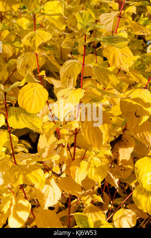 Golden leaves and red stems, the autumn foliage of Common Dogwood, Cornus sanguinea 'Magic Flame' Stock Photo