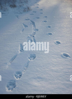 Dog tracks in the snow lit up by the setting sun. Stock Photo