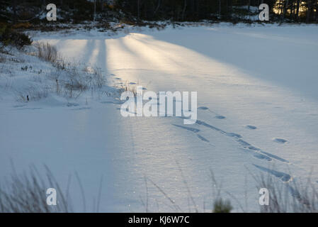 Dog tracks in the snow lit up by the setting sun. Stock Photo