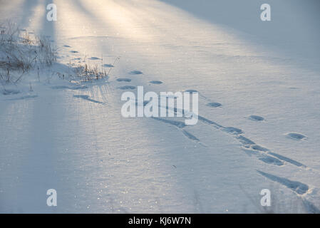 Dog tracks in the snow lit up by the setting sun. Stock Photo