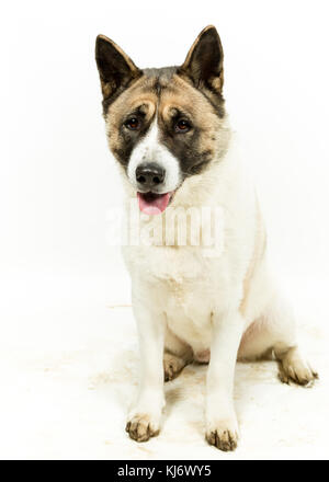 American Akita on a White Background Stock Photo